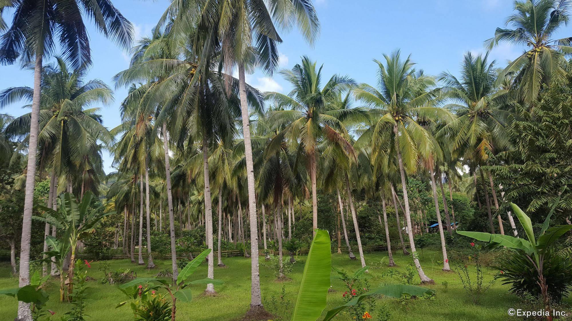 Mangrove Resort Puerto Princesa Bagian luar foto